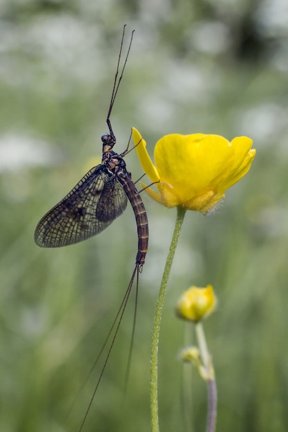 Long insect sitting on green plant