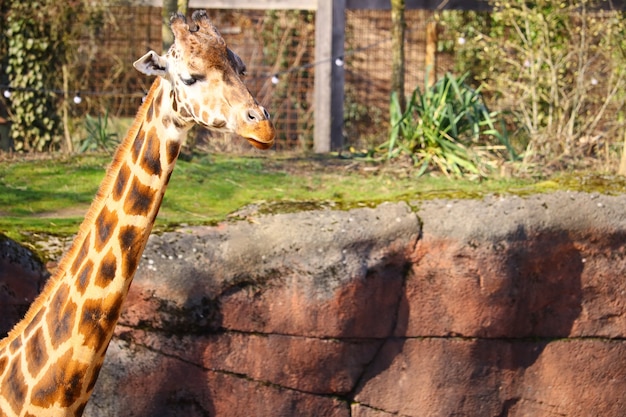 Free photo long neck of a giraffe surrounded by grass and plants in the zoo