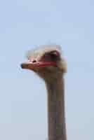 Free photo long necked ostrich bird at the ostrich farm in aruba.