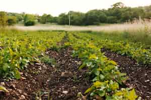 Free photo long shot agricultural field