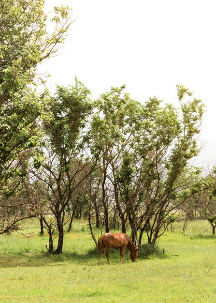 Long shot brown horse on field