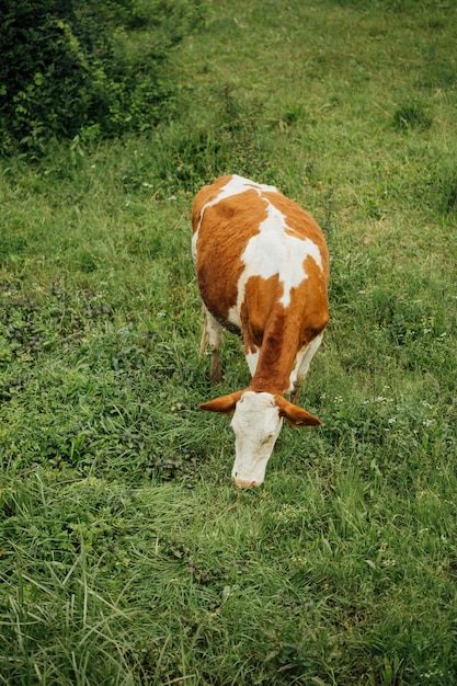 Free photo long shot cow eating grass on pasture