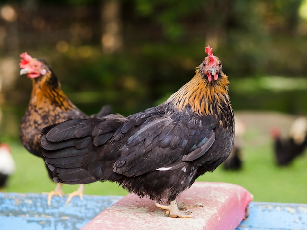 Free photo long shot farm birds outdoors