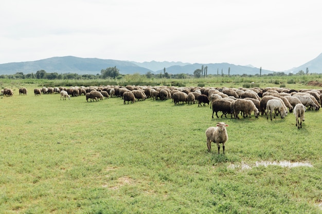 Free photo long shot herd of sheep eating grass on pasture