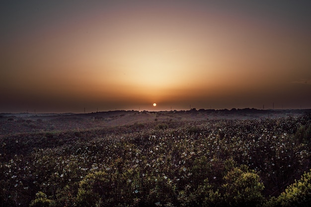 Long shot of a pile of flowers during sunset