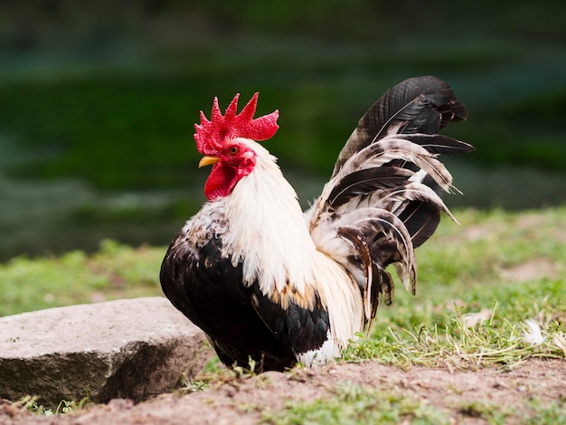 Free Photo long shot rooster staying outside