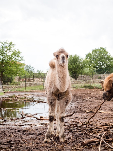 Free photo long shot of white llama