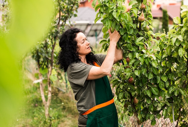 Free photo long shot woman harvesting pears