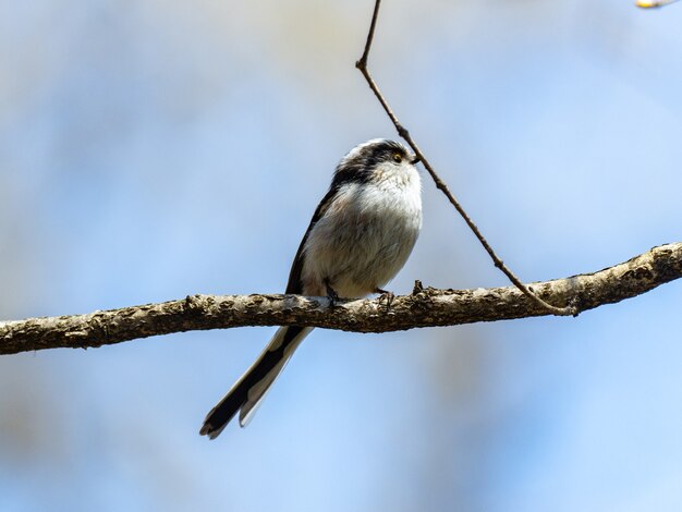 Long-tailed tit perched on a tree branch