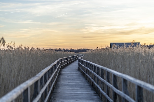 Free Photo long wooden pier surrounded by grass during the sunset