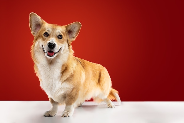 Look into my eyes. Welsh corgi pembroke puppy is posing. Cute fluffy doggy or pet is sitting isolated on red background. Studio photoshot. Negative space to insert your text or image.