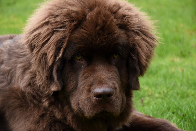 Looking Directly into the Fluffy Furry Face of a Newfie