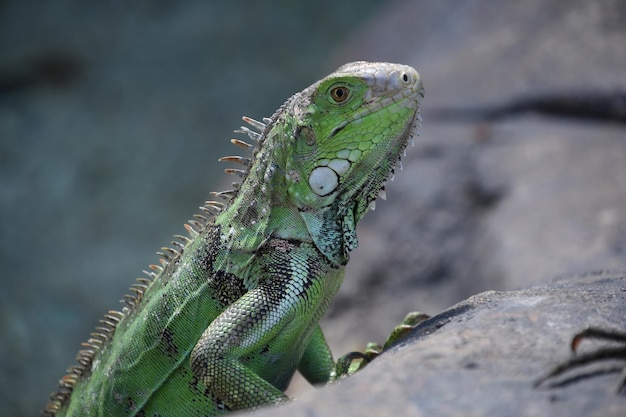 Looking into the Eye of a Green Iguana