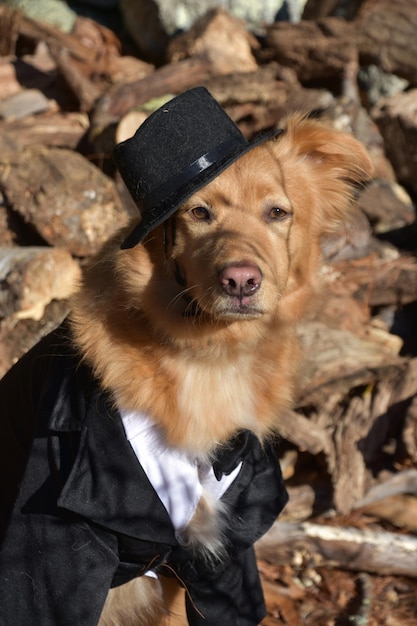 Looking Into the Funny Face of a Pilgrim Dog