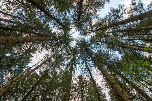 Looking up in forest