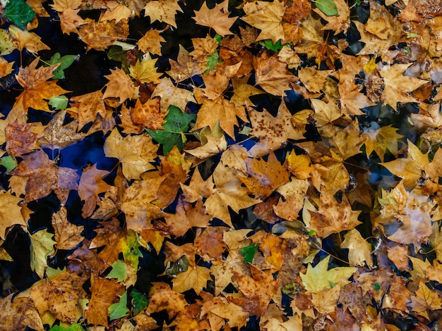 Free Photo lot of colorful dry autumn maple leaves on a wet surface