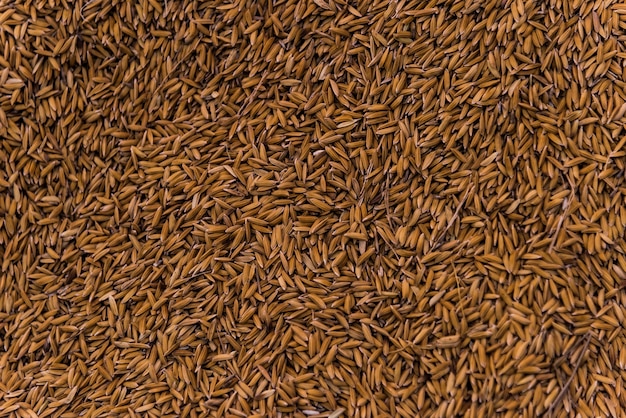 Lot of dried grains or oats