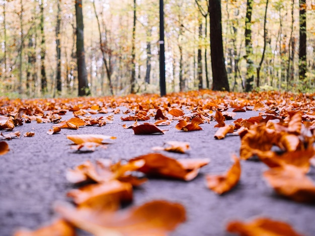 Lot of dry autumn maple leaves fallen on the ground surrounded by tall trees on a blurred background