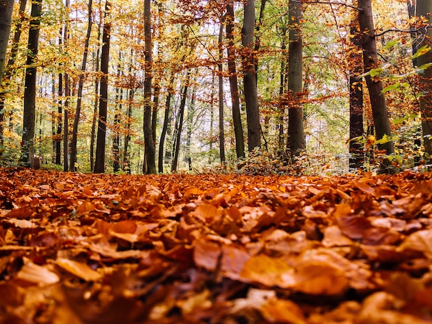 Free photo lot of dry autumn maple leaves fallen on the ground surrounded by tall trees