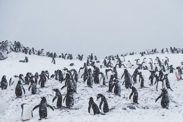 Free photo lot of penguins on a snowy summit amongst snowstorm