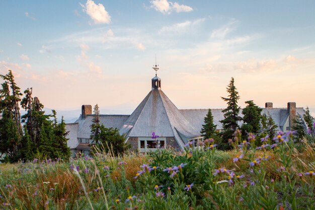 Lot of purple flowers blooming in front of a haunted house in Mt. Hood National Forest, USA