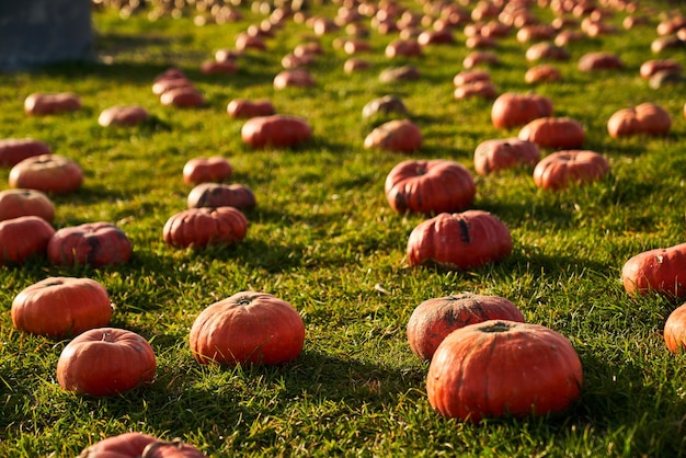 Free photo lots of pumpkins in pumpkin patch warming in sun rays in fall front view of hundreds of orange