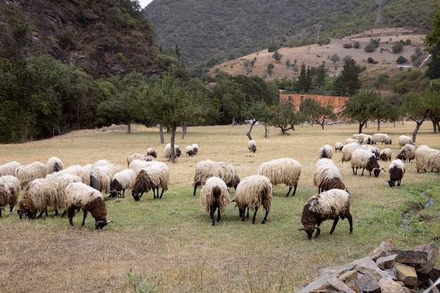 Lots of sheep eating some grass in day light