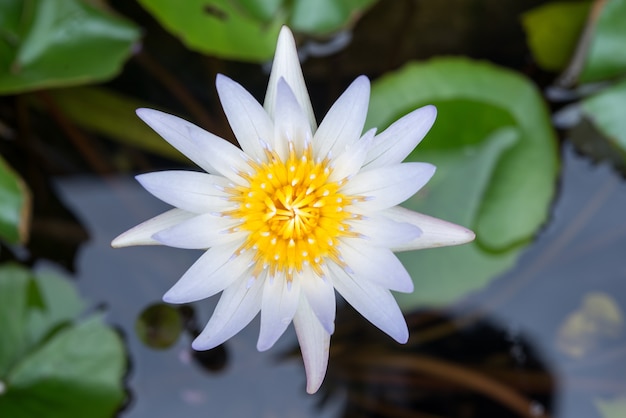 lotus flower in pond