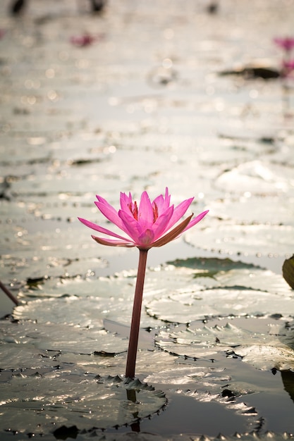 Free photo lotus flower in pond