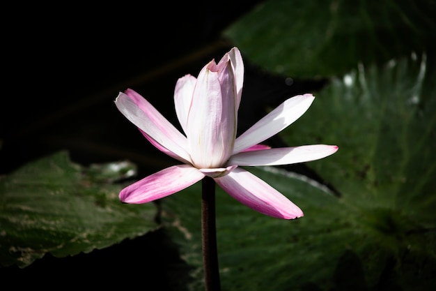 Lotus flower on the water