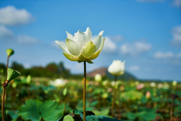 Free photo lotus flower