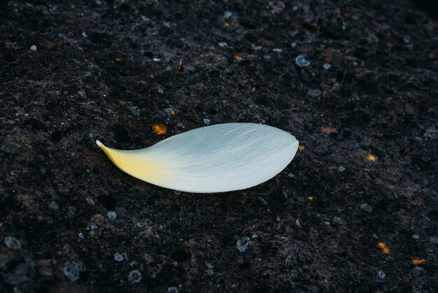 The lotus petal on the rocks