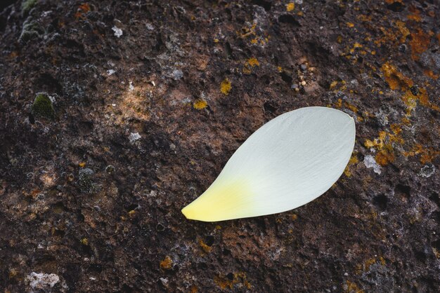 The lotus petal on the rocks