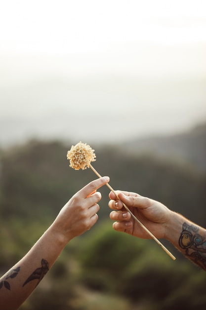 Free Photo love gesture of a dandelion being offered