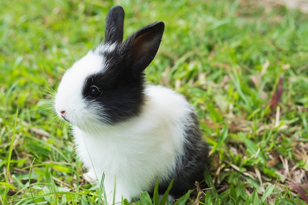 Lovely baby 2 weeks Thai rabbit