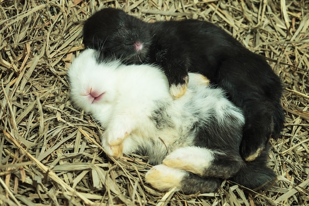 Free photo lovely baby rabbit in hay cot