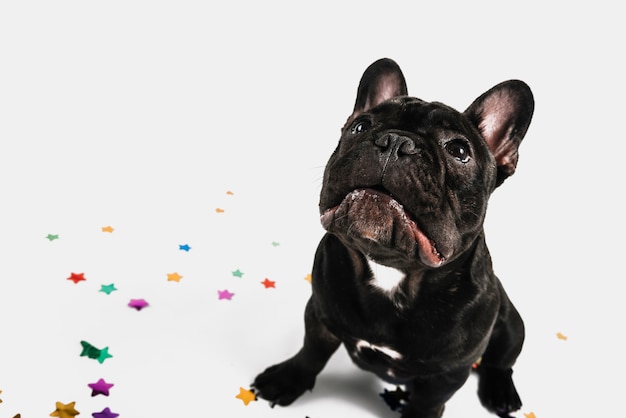 Free photo lovely bulldog posing with party elements