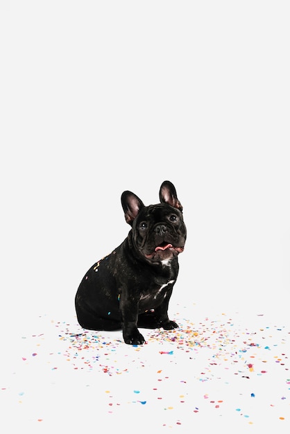 Free photo lovely bulldog posing with party elements