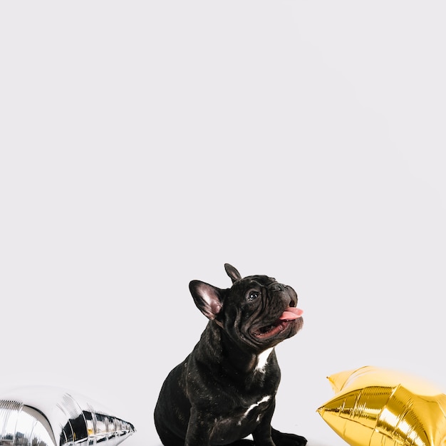 Free photo lovely bulldog posing with party elements