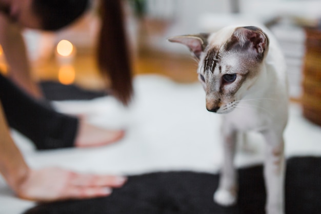 Lovely cat near exercising woman