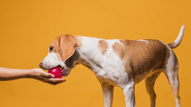 Lovely dog grabbing a ball from a hand