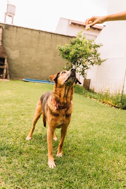 Lovely dog posing in the garden