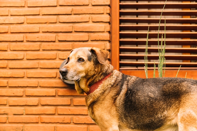 Free Photo lovely dog posing in the garden