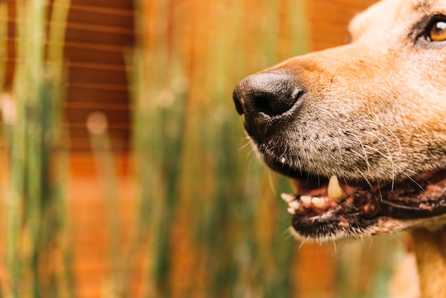 Lovely dog posing in the garden