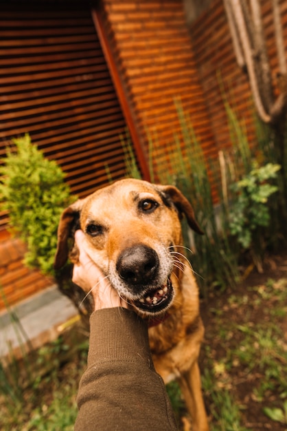 Free photo lovely dog posing in the garden