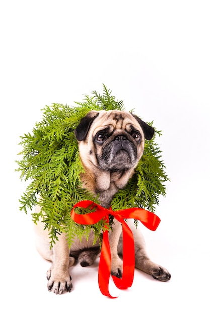 Free Photo lovely dog with christmas coronet on his neck