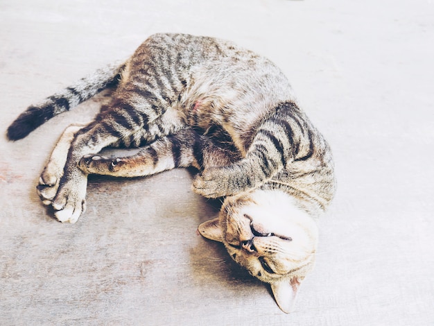 Free photo lovely lazy cat thai home pet