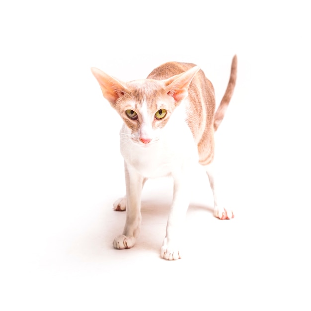 Free photo lovely obedient cornish rex cat on white background