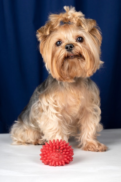 Free Photo lovely pet portrait isolated