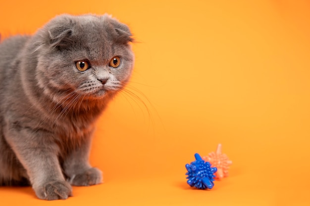 Lovely pet portrait isolated